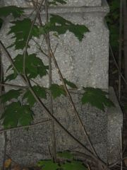 (заброшенная могила) , Ульяновск, Старое еврейское кладбище