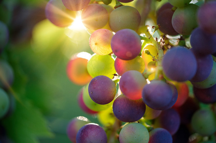 Многие в Ту биШват едят виноград — еще один из плодов земли Израиля