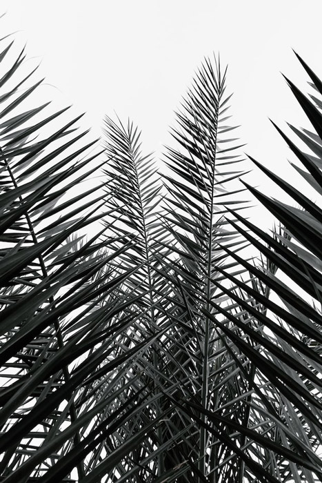 Лулав — это пальмовая ветвь