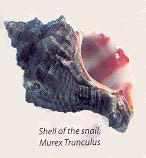 Murex Trunculus