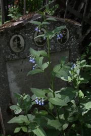 Броншвак Г. Д., Москва, Востряковское кладбище