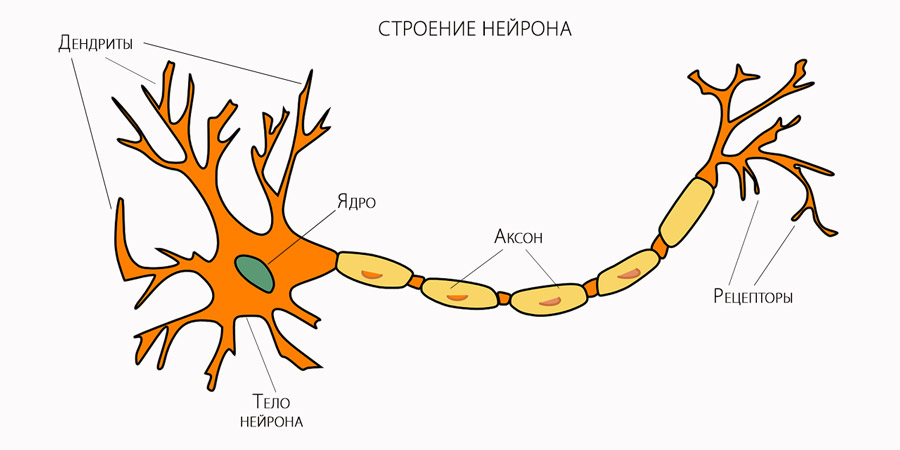 Строение нейрона. Схема