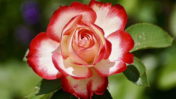 Томер Двора 10