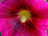 Мегилат Рут 7