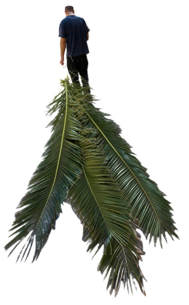 Жыныстық массаж туралы бейне