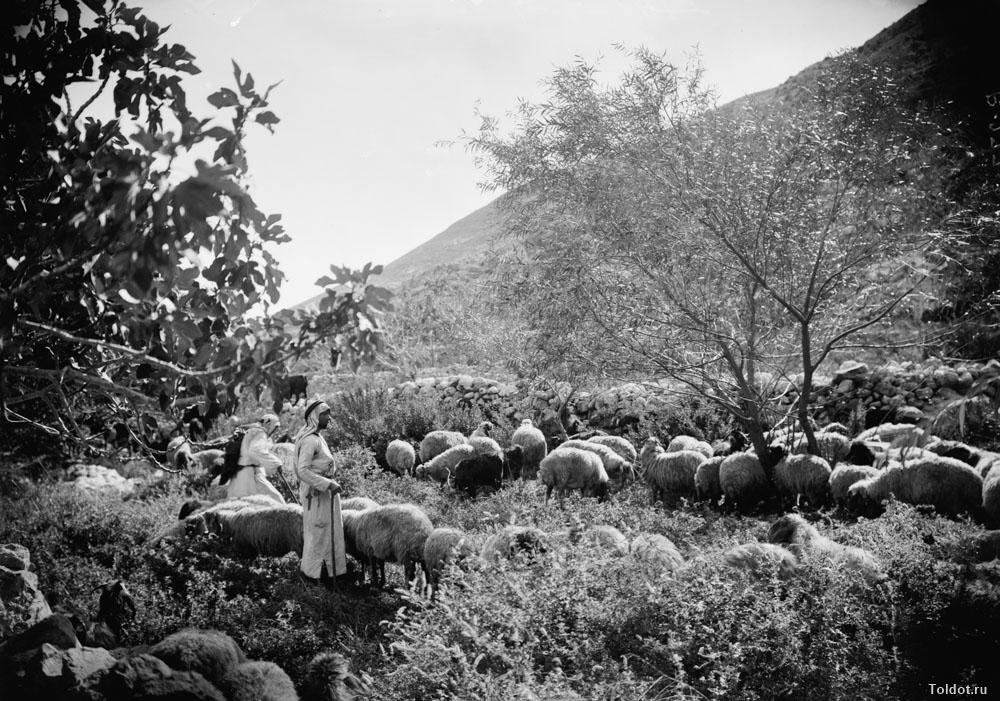   Неизвестный автор  — Пастухи и стадо