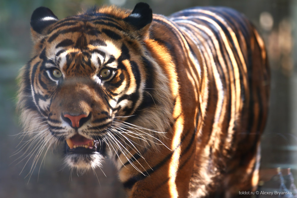  Алексей Брянский  — Суматранский тигр