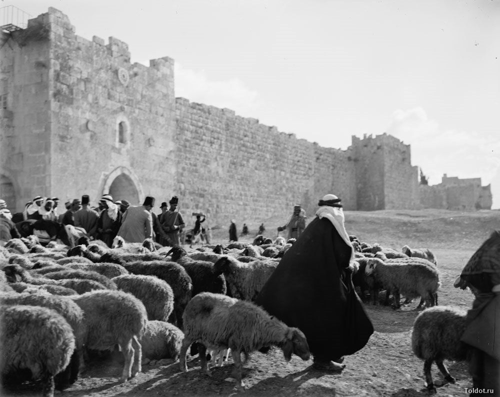   Неизвестный автор  — Пастухи и арабская полиция