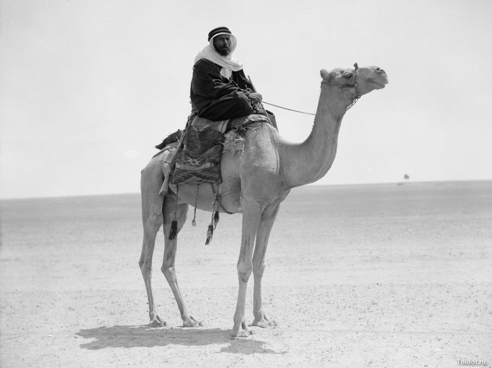   Неизвестный автор  — Бедуинский шейх