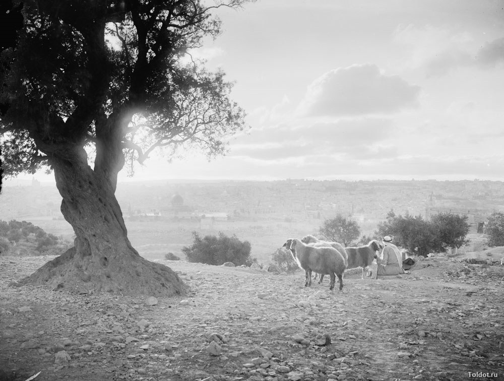   Неизвестный автор  — Пастух с овцами у дерева