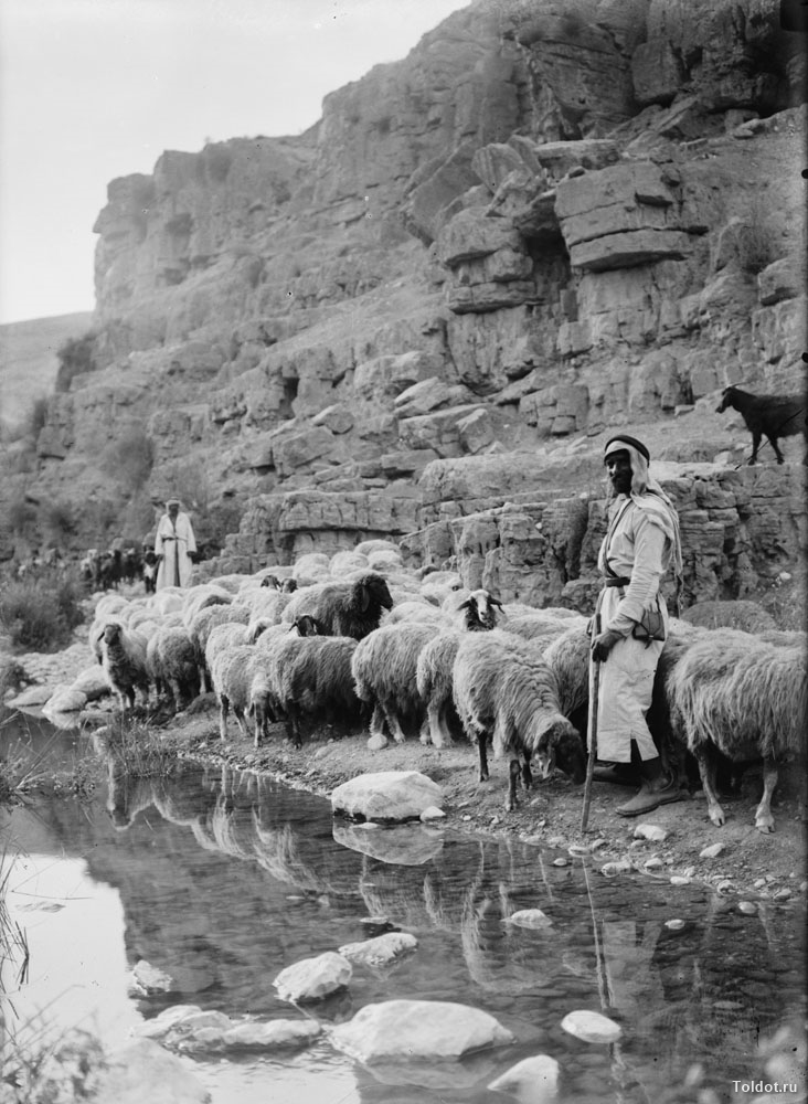   Неизвестный автор  — Стадо овец на водопое