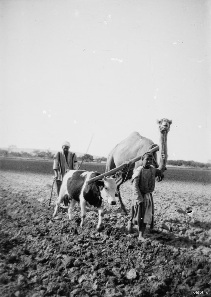   Неизвестный автор  — Корова в упряжке с верблюдом — запрет "Келаим"