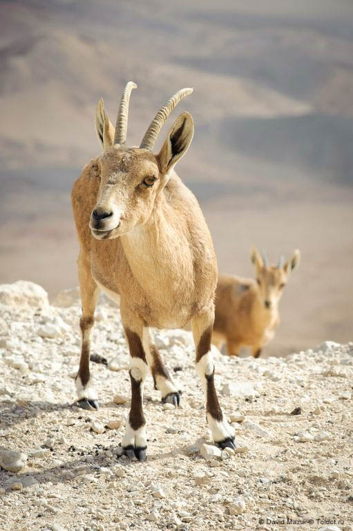 Фотограф Давид Мазур  — Горные козлы в Мицпе-Рамон