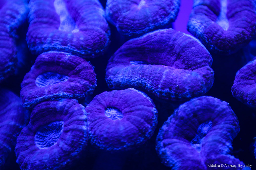  Алексей Брянский  — Конфетные кораллы