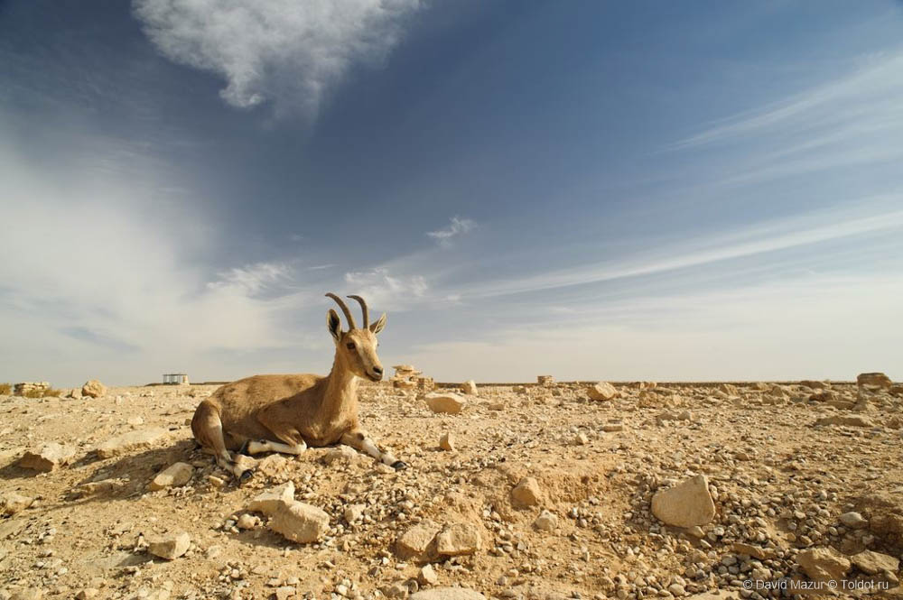 Фотограф Давид Мазур  — Горные козлы в кратере Рамон