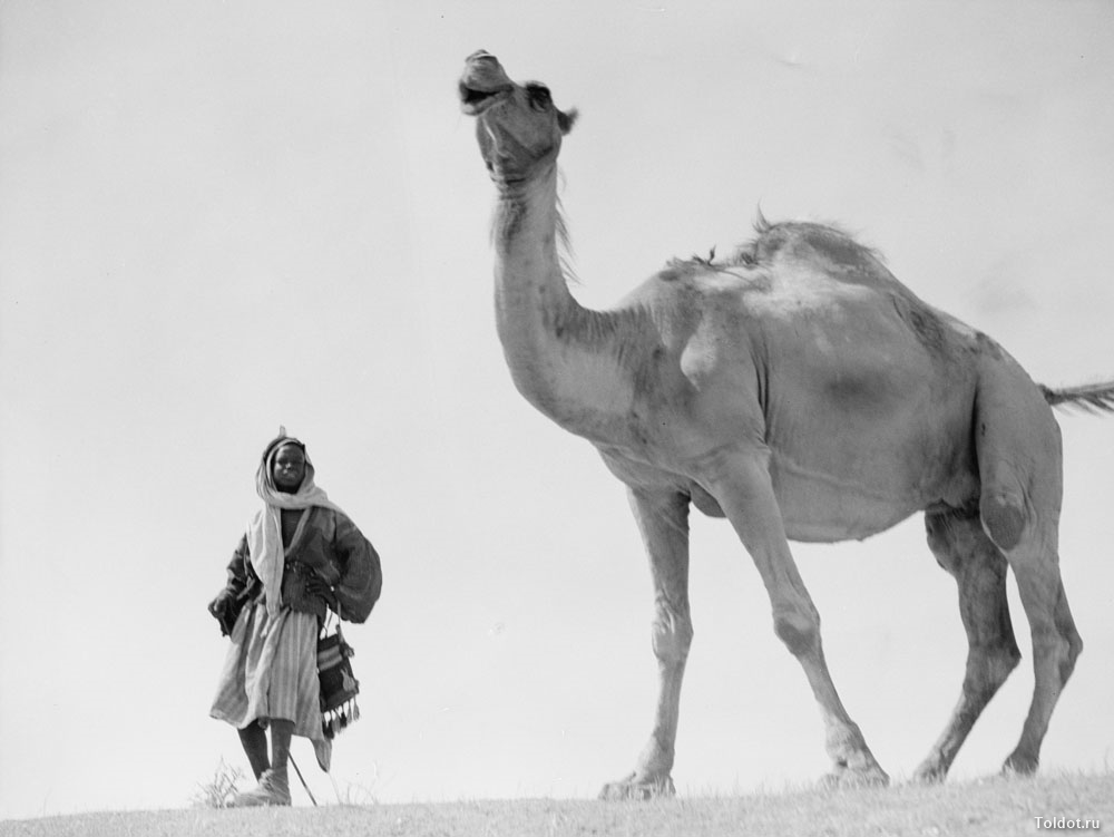   Неизвестный автор  — Юноша и верблюд в Израиле
