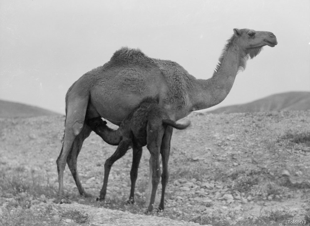   Неизвестный автор  — Верблюдица и верблюжонок
