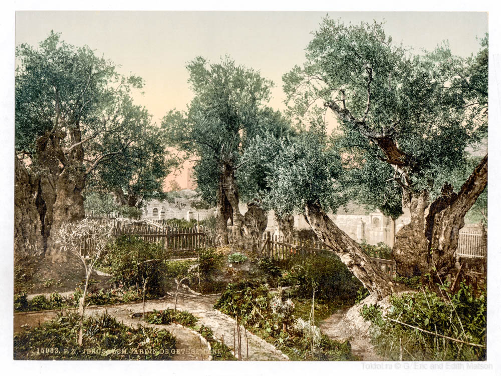   Неизвестный автор  — Гефсиманский сад в Иерусалиме