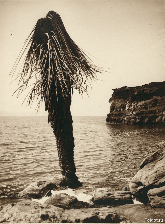   Неизвестный автор  — Пальма в Мертвом море