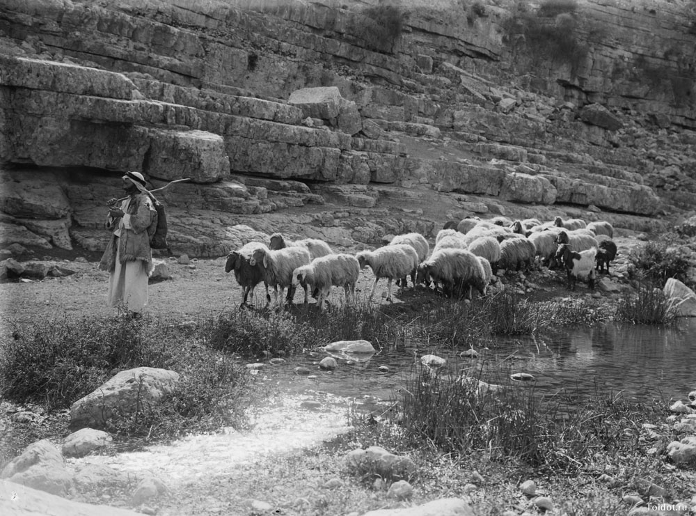   Неизвестный автор  — Пастух и стадо