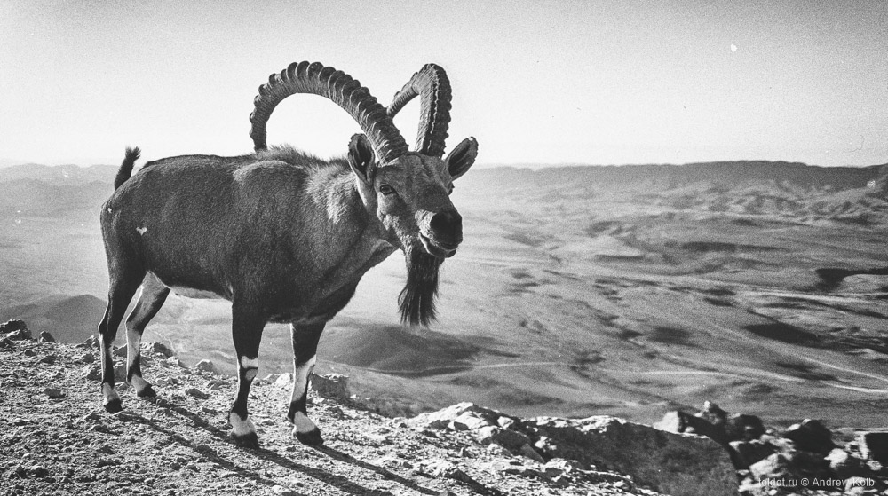  Андрей Колб  — Горный козел на склоне кратера