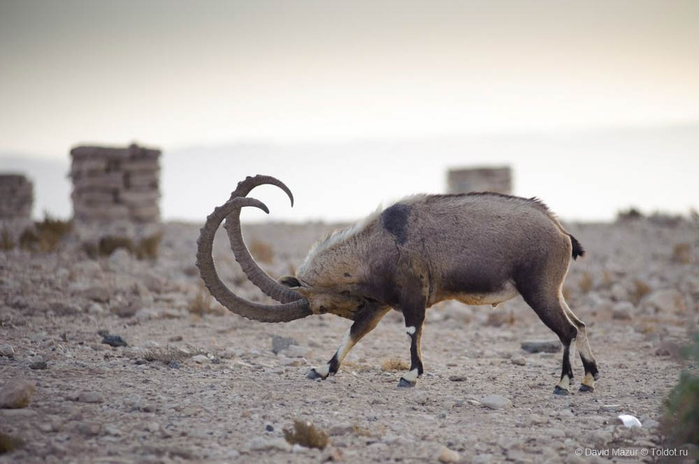 Фотограф Давид Мазур  — Животные в кратере Рамон