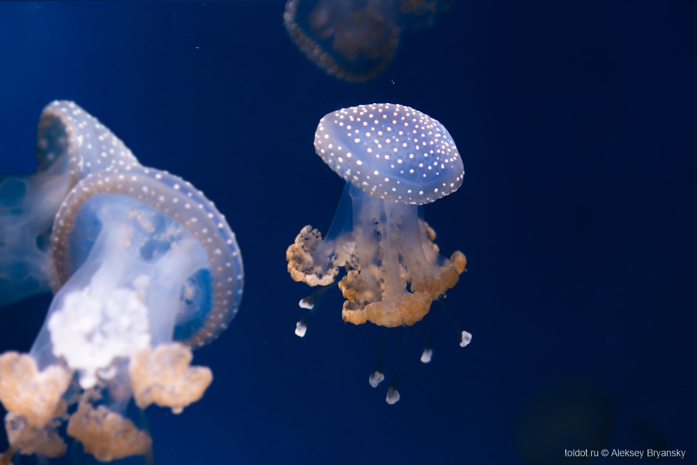  Алексей Брянский  — Пятнистая медуза