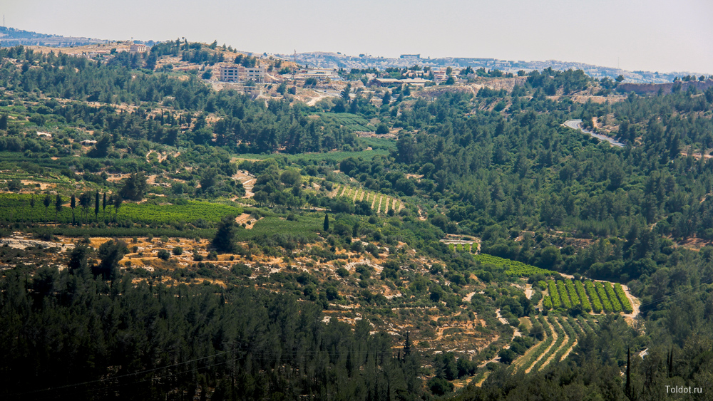 Рав Авраам Коэн  — Иерусалимские горы и виноградники