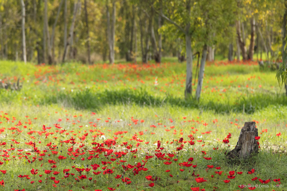  Денис Цейтлин  — Цветение анемонов в лесу Шокеда