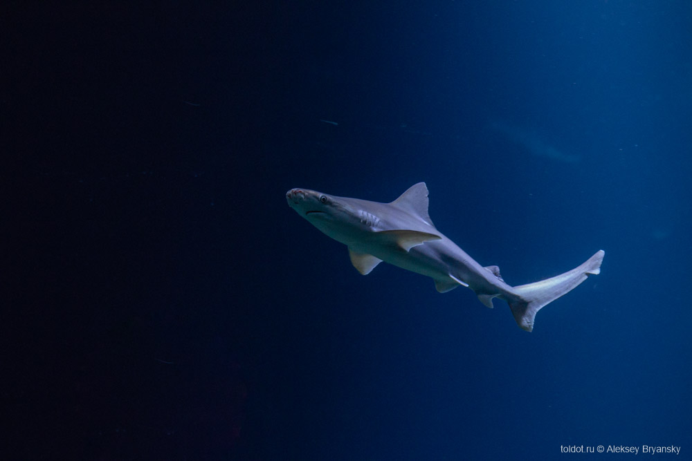  Алексей Брянский  — Песчаная акула в Иерусалимском зоопарке