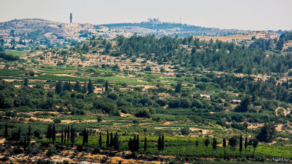 Рав Авраам Коэн  — Иерусалимские горы