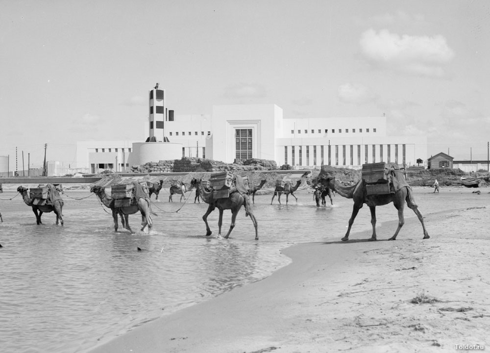   Неизвестный автор  — Верблюды в Тель-Авиве