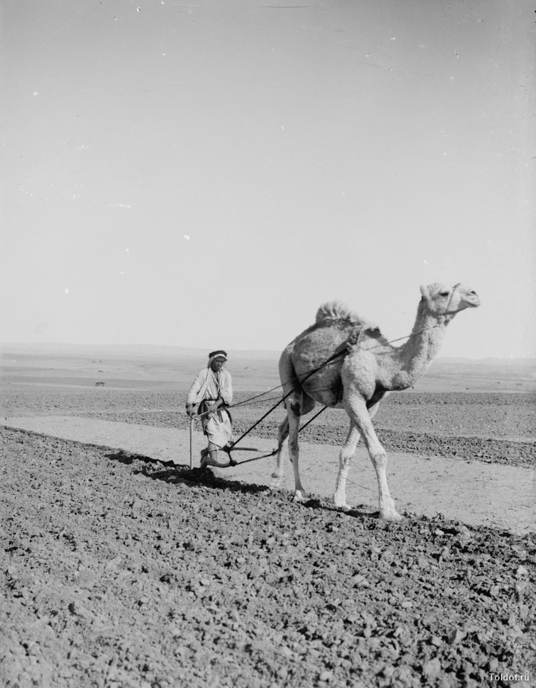   Неизвестный автор  — Крестьянин с верблюдом