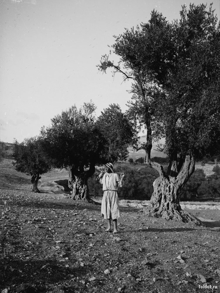   Неизвестный автор  — У оливковых деревьев