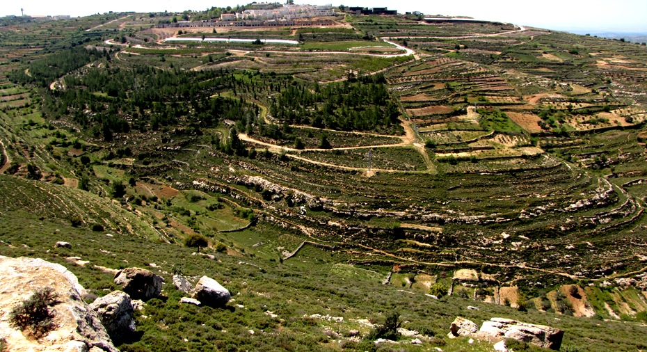Горы в Иудеи нарезаны горизонтальными террасами, которые препятствуют смыву земли 