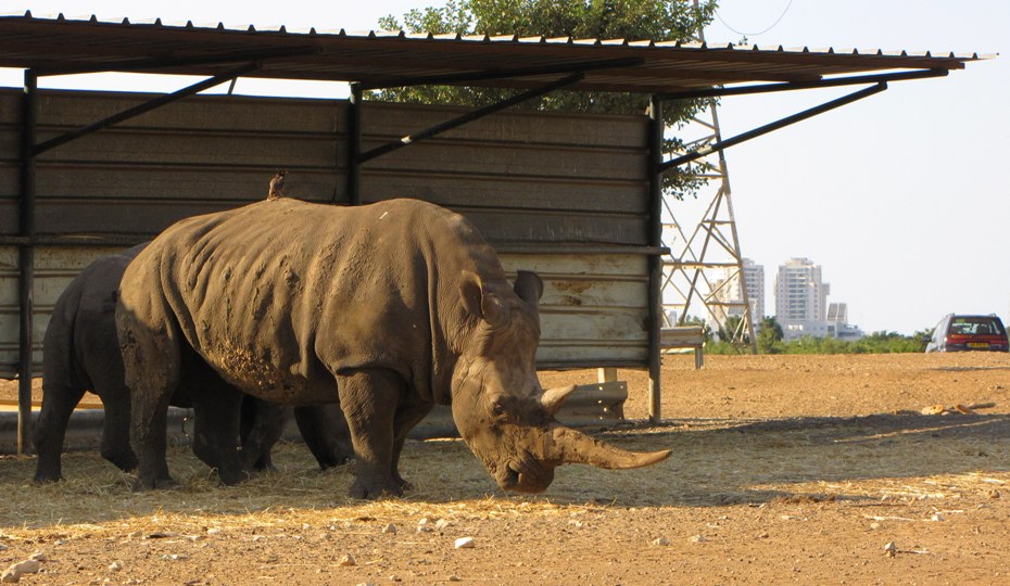 К носорогам мы даже не приближались...
