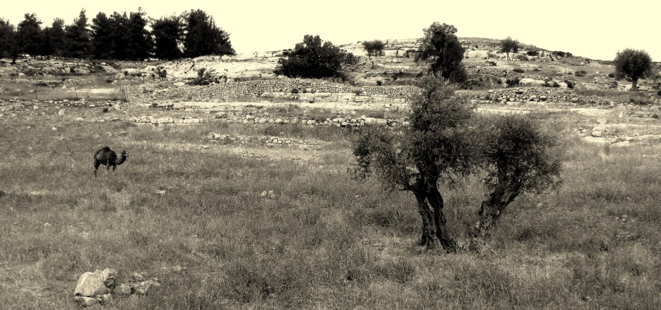 Верблюд и оливковое дерево